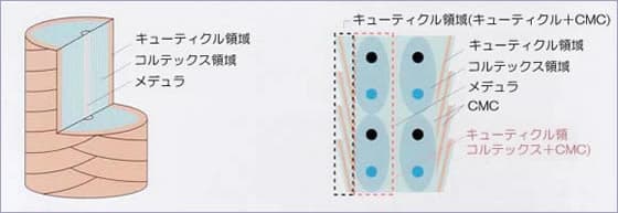 毛髪の構造図